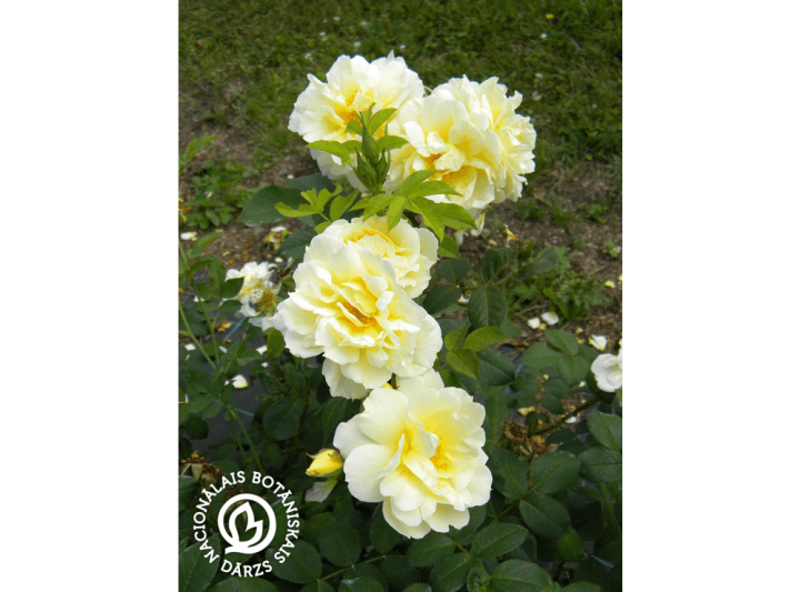 Latvijas stādi Rosa rugosa 'Yellow D.Hastrup' rievainā roze, šķirne